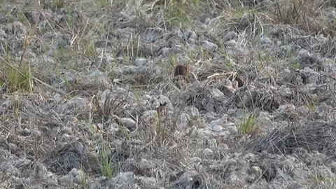 Javan Mongoose, Cambodia Stock-Footage 121542000