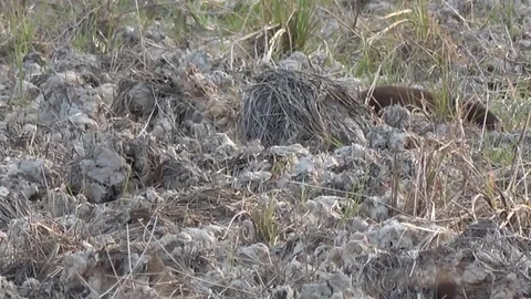 Javan Mongoose, Cambodia Stock Footage 121542036