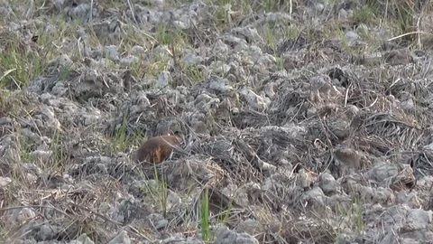 Javan Mongoose, Cambodia Stock-Footage 121542083