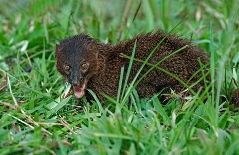 Javan mongoose on the grass Photos