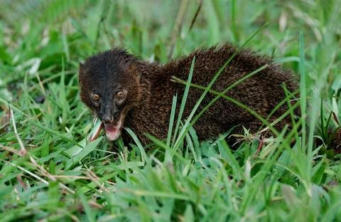 Javan mongoose on the grass Photos