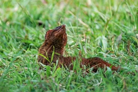 Javan mongoose on the grass Photos