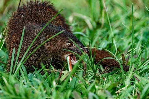 Javan mongoose on the grass Photos