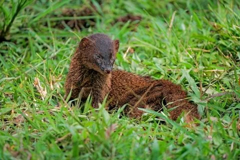 Javan mongoose on the grass Photos