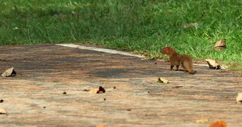 Javan mongoose on paved path in daylight Foto stock