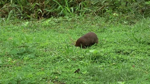 Javan Mongoose, Thailand Video stock 113220009