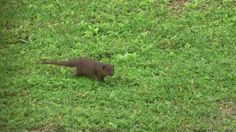 Javan Mongoose, Thailand 스톡 동영상 113220025