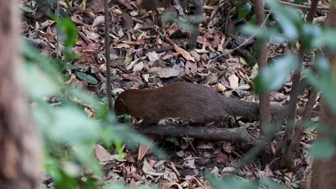 Javan Mongoose (Urva javanica) Walking in Forest, Sniffing the Air, Slow Motion Video stock 292369824