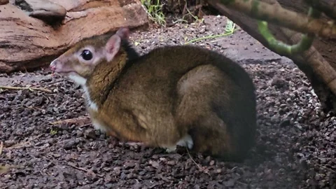 a javan mouse deer Stock Footage 267571959