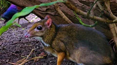 A javan mouse deer Stock Footage 277423609
