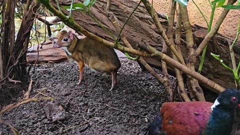 A javan mouse deer is hiding under a tree Stock Footage 267451188