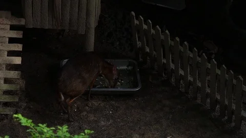 Javan Mouse Deer (Kancil) - Tragulus Kanchil Vídeos de archivo 119343782