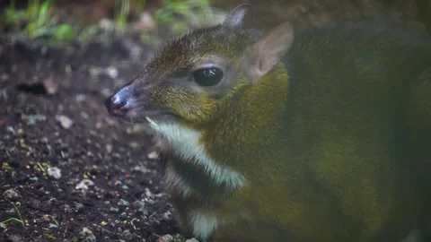 A javan mouse deer sitting Stock Footage 267494442