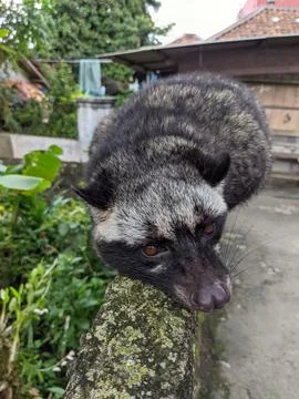 Javan pandan weasel Foto stock
