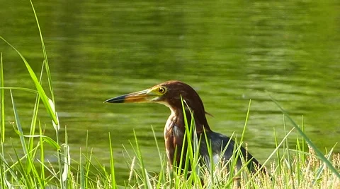 Javan Pond heron bird. Stock Footage 62022894