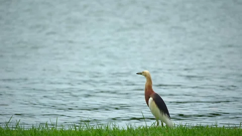 Javan Pond Heron Bird Looking Something Beside the River Background Stock Footage 338396318