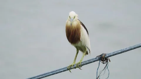 Javan pond heron bird perching on a thick blue rope against a blurred water.. Stock Footage 342385293