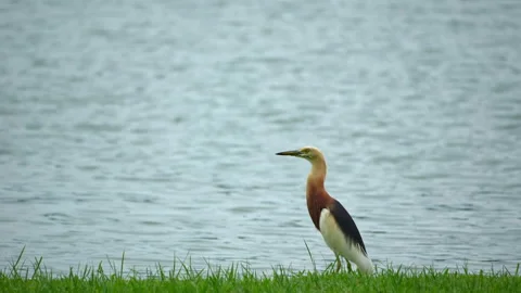 Javan Pond Heron Bird Walking on the Grass Field Beside the River Background Stock Footage 338396183