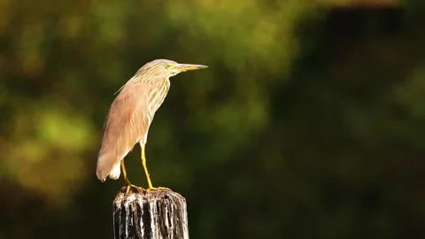 Javan Pond Heron Perched on a Weathered Wooden Post Stock Footage 301070677
