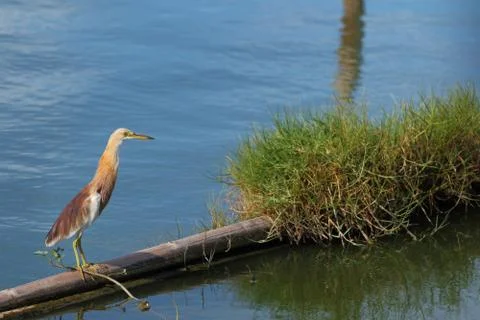Javan Pond-Heron Stock Photos