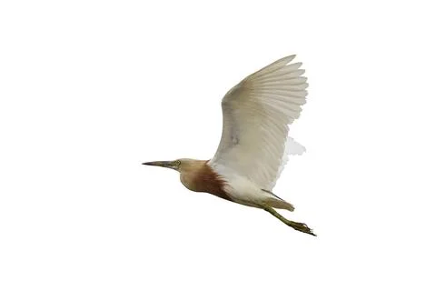 Javan Pond Heron Stock-Fotos
