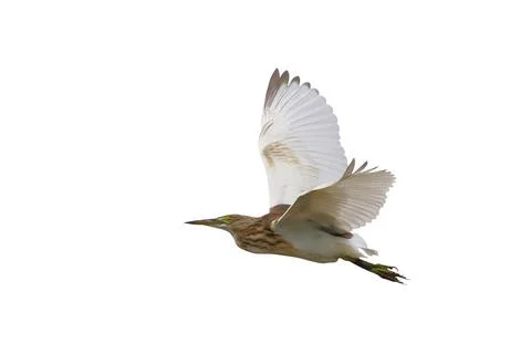 Javan Pond Heron Stock Photos