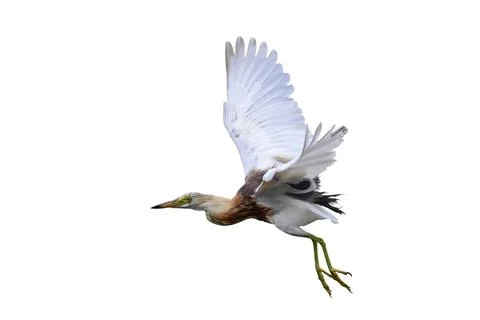 Javan Pond Heron Foto stock