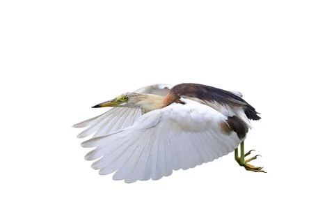 Javan Pond Heron Stock Photos