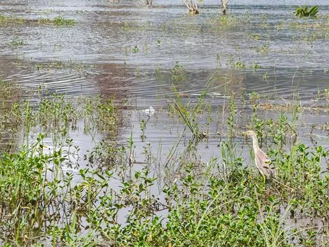 Javan pond heron standing in a shallow marshland wetland Stock Photos