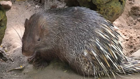 Javan porcupine 스톡 동영상 318586332