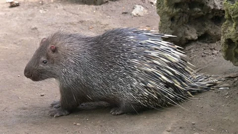 Javan porcupine 스톡 동영상 318590908