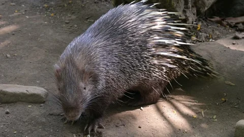 Javan porcupine 스톡 동영상 318599451