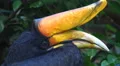 Javan Rhinoceros Hornbill bird very close up portrait HD Footage