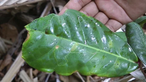 Javan Rhinoceros urine, Java, Indonesia Stockbeeldmateriaal 86226633