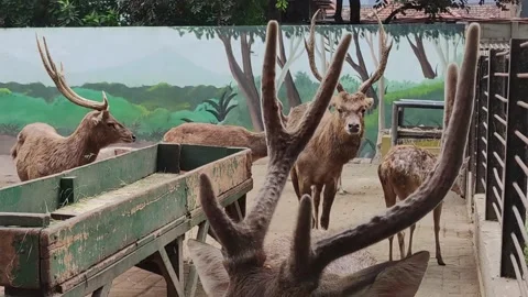 Javan rusa mainly feed on grass, leaves, and fallen fruit Stock Footage 208095989