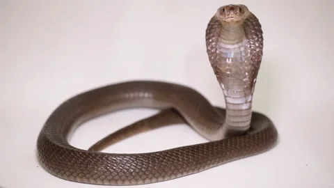 The Javan spitting cobra (Naja sputatrix) the southern Indonesian cobra isolated Stock Footage 220408046