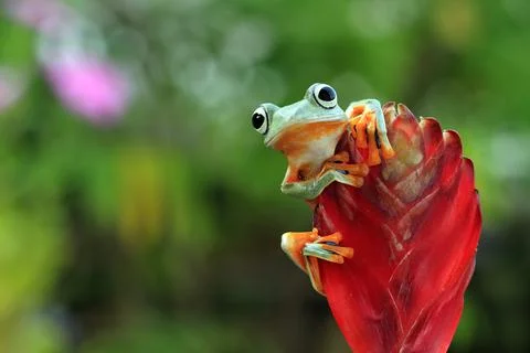 Javan tree frog on a flower bud, Indonesia Stock Photos