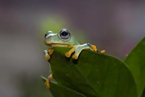 Javan tree frog on a leaf, Indonesia Stock Photos
