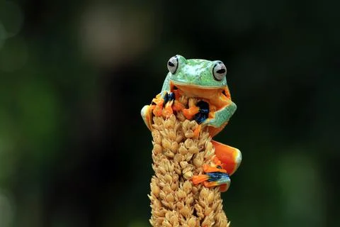 Javan tree frog on a plant, Indonesia Stock Photos