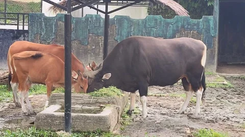 Javanese bull Stock Footage 261198548