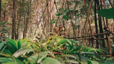 Javanese Couple on a Bamboo Bridge in a Pine Forest Stock Footage 313472415
