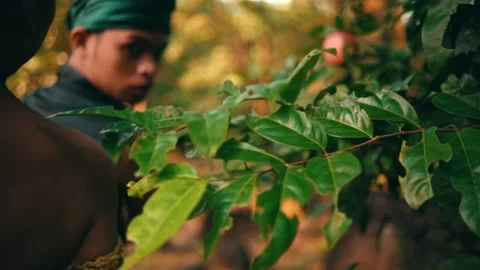 Javanese Couple Finding a Forbidden Fruit on a Tree Stock Footage 232636325