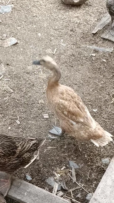 Javanese duck Stock Footage 233785311