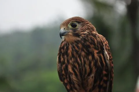 JAVANESE EAGLET Stock Photos