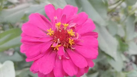 Javanese Flower Stock Photos