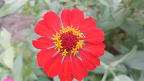 Javanese Flower Stock Photos