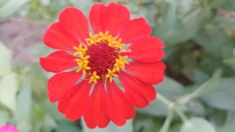 Javanese Flower Stock Photos