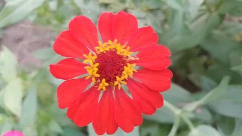 Javanese Flower Stock Photos