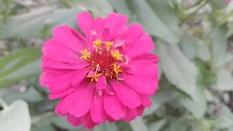 Javanese Flower Stock Photos