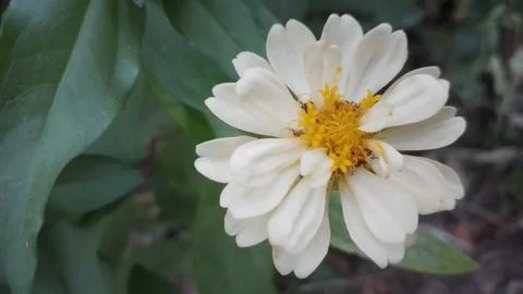 Javanese Flower Stock Photos